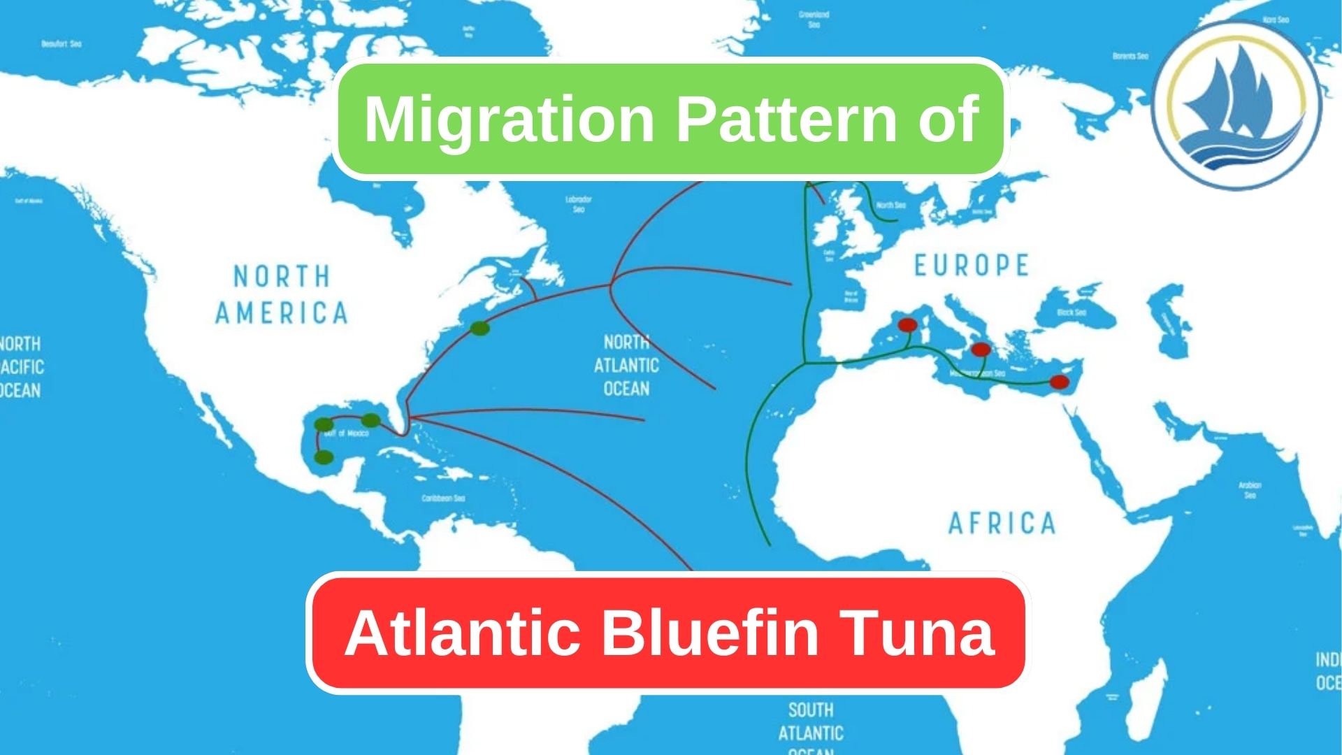 The Atlantic Bluefin Tuna Remarkable Migration Patterns